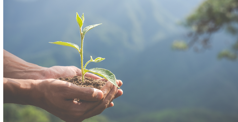 В Алматы бесплатно раздают саженцы в рамках акции «Зелёный двор»