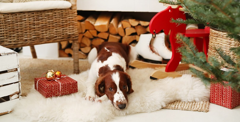 Как сделать ремонт в квартире, имея домашнее животное?